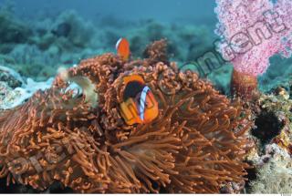 Philippines - Underwater life 0018